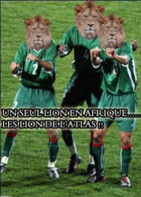 les lin du maroc